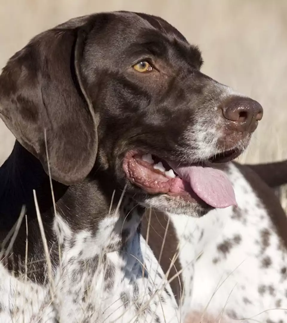Gammel Dansk Hønsehund